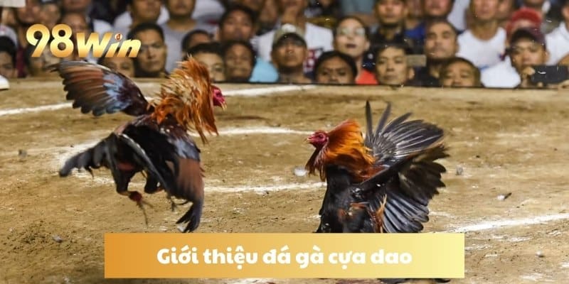 Giới thiệu đá gà cựa dao