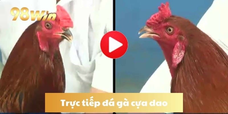 Trực tiếp đá gà cựa dao